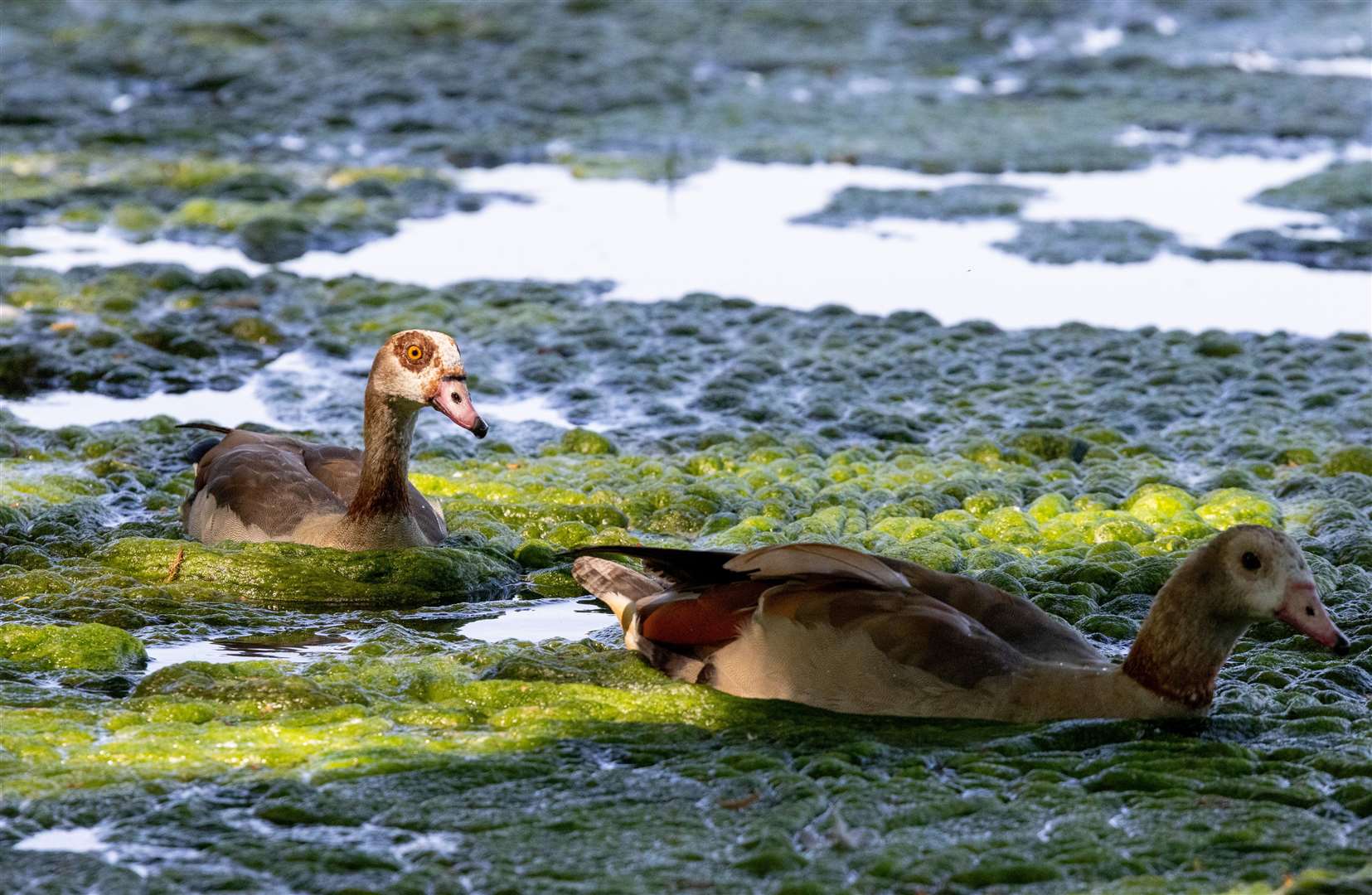 Ducks swimming through the algal bloom