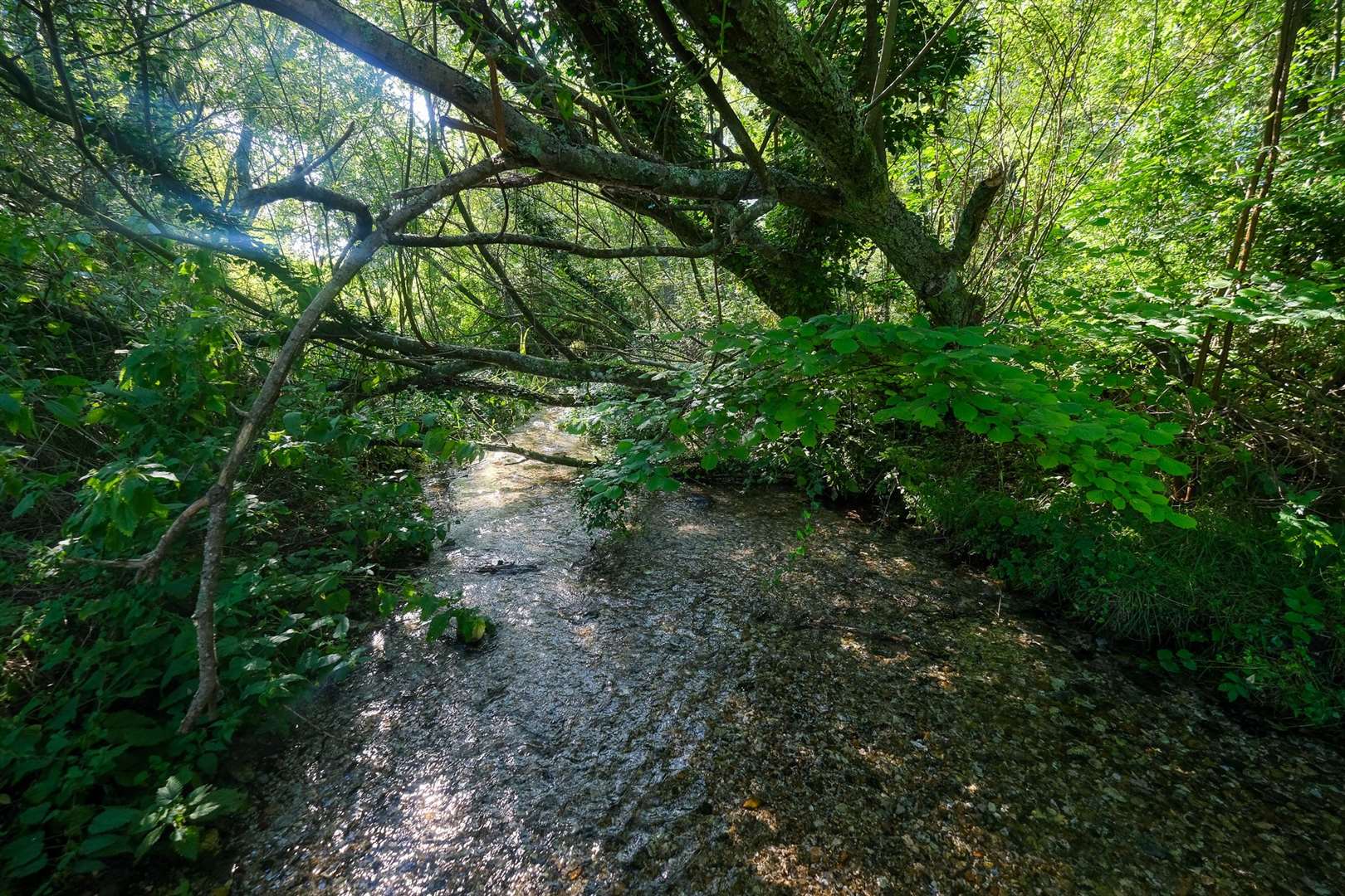 Marsh Common is a wetland habitat