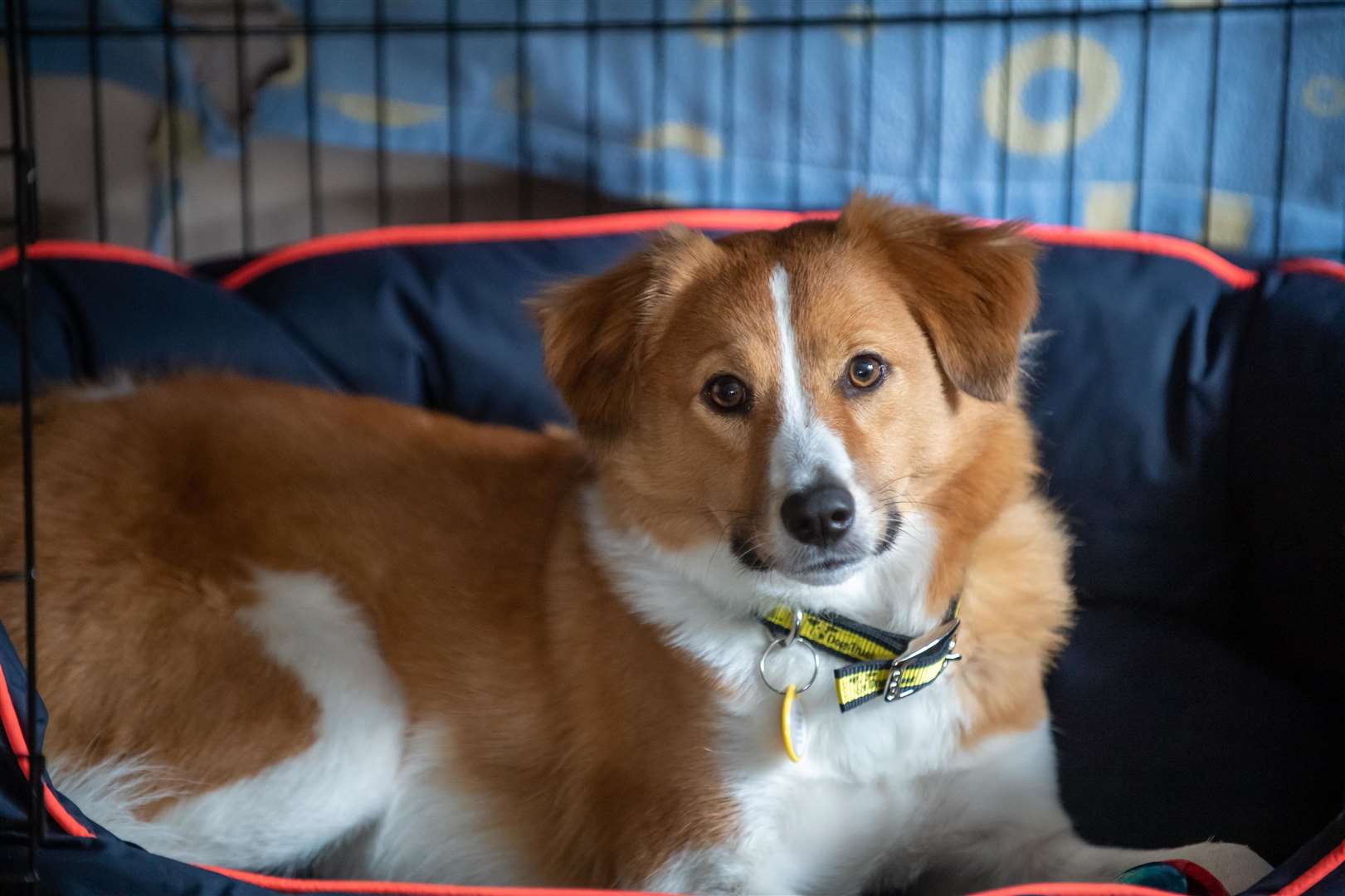 Keep your dogs safe during fireworks season Photo: Clive Tagg