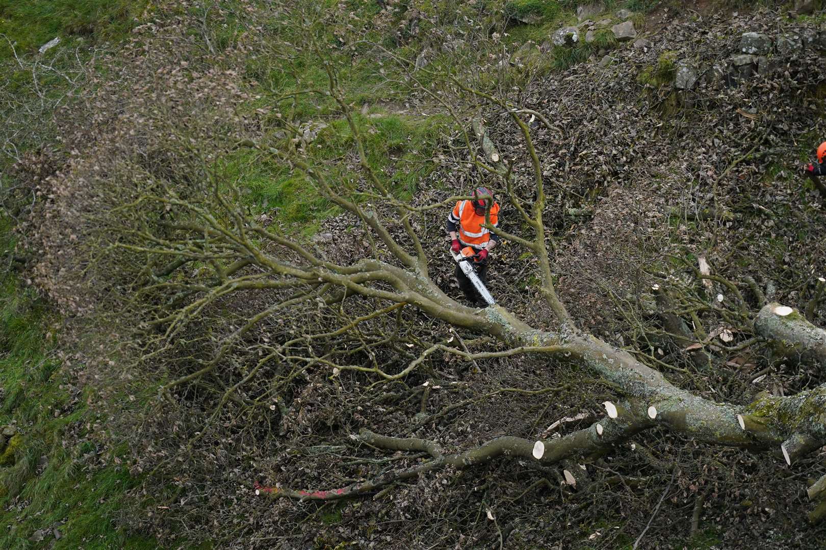 The felled tree is removed (Owen Humphreys/PA)