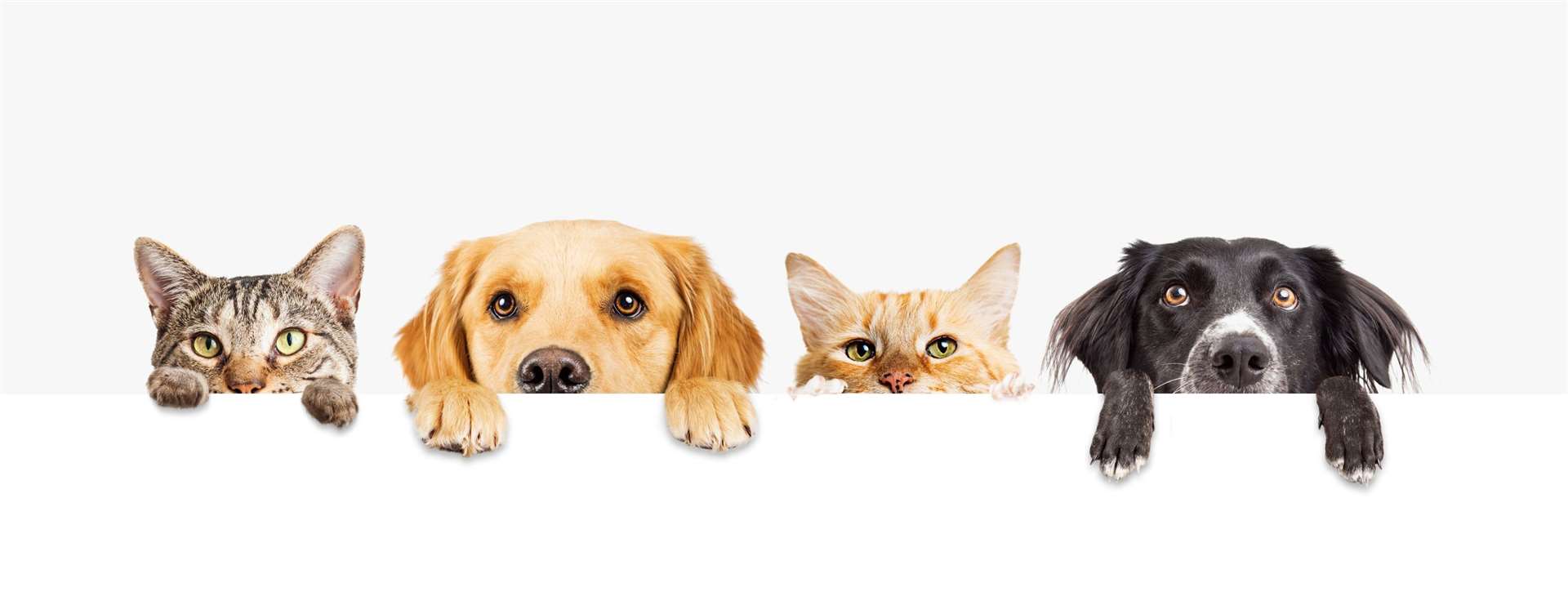 Bring your pets to St George's Church on Sunday.