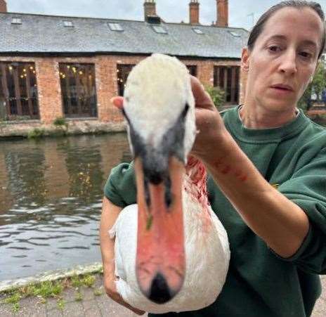 Two swans have been taken into care after being attacked in central Newbury