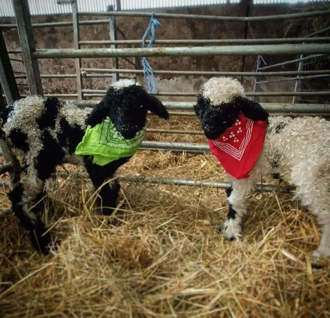 Lambing time has begun at Mazelands Farm