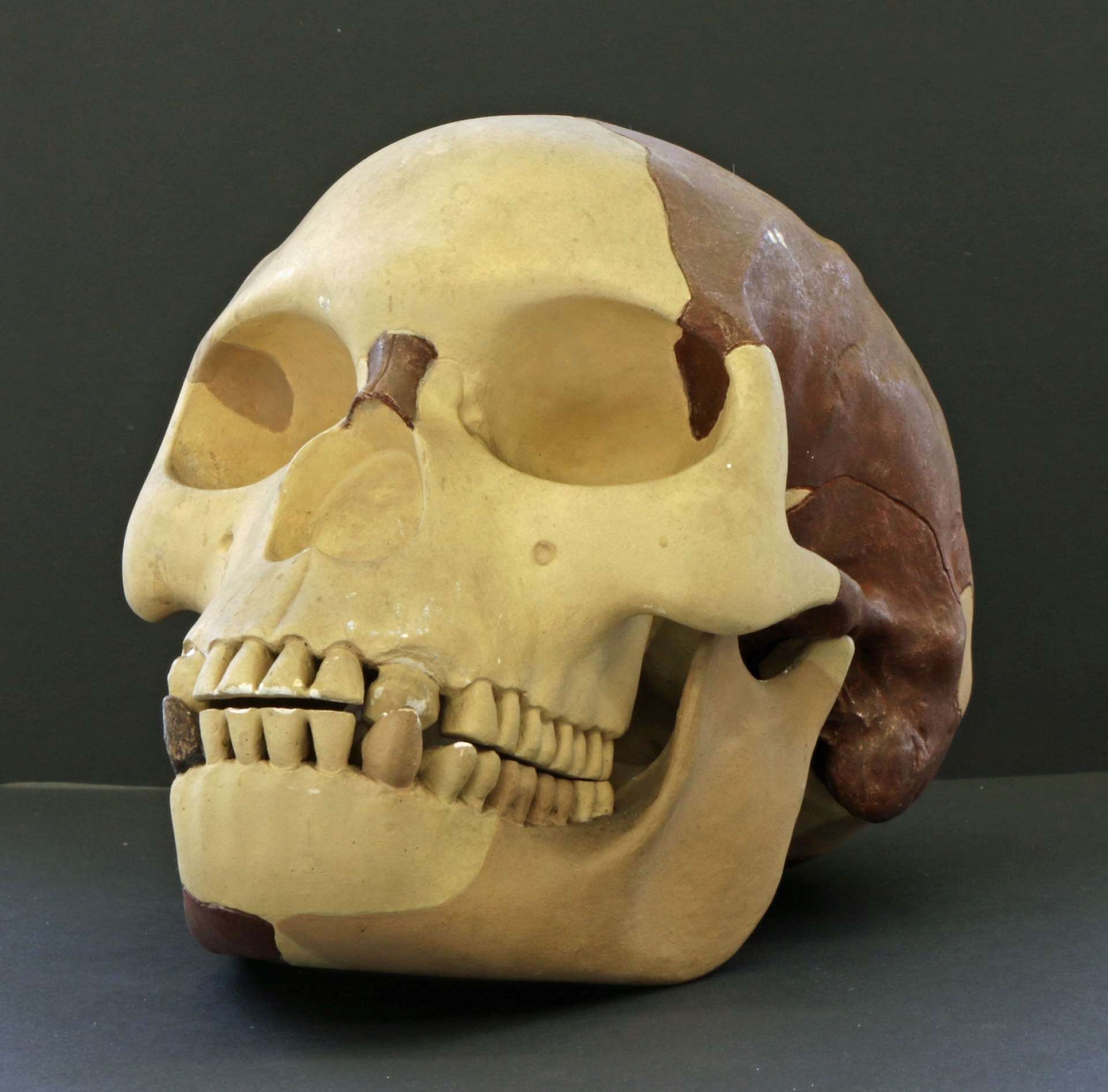 The Piltdown Skull Image copyright of West Berkshire Museum