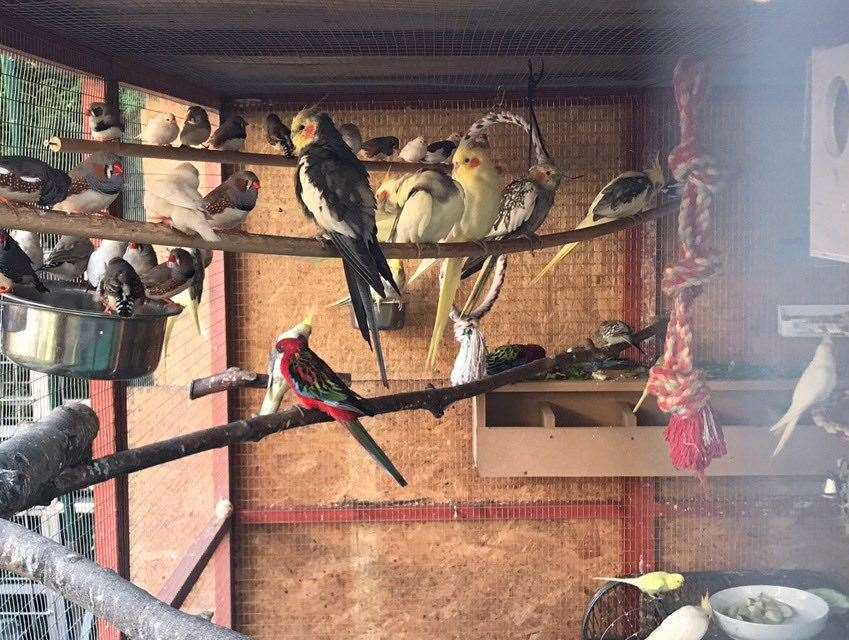 Drew Holdaway has been keeping birds for over 30 years and he has an extensive collection of different species