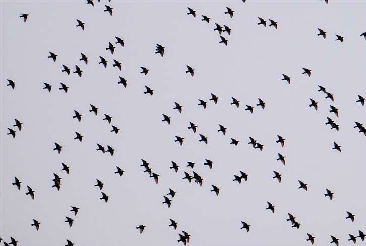 Formation of starlings flying overhead head in beautiful natural phenomenon