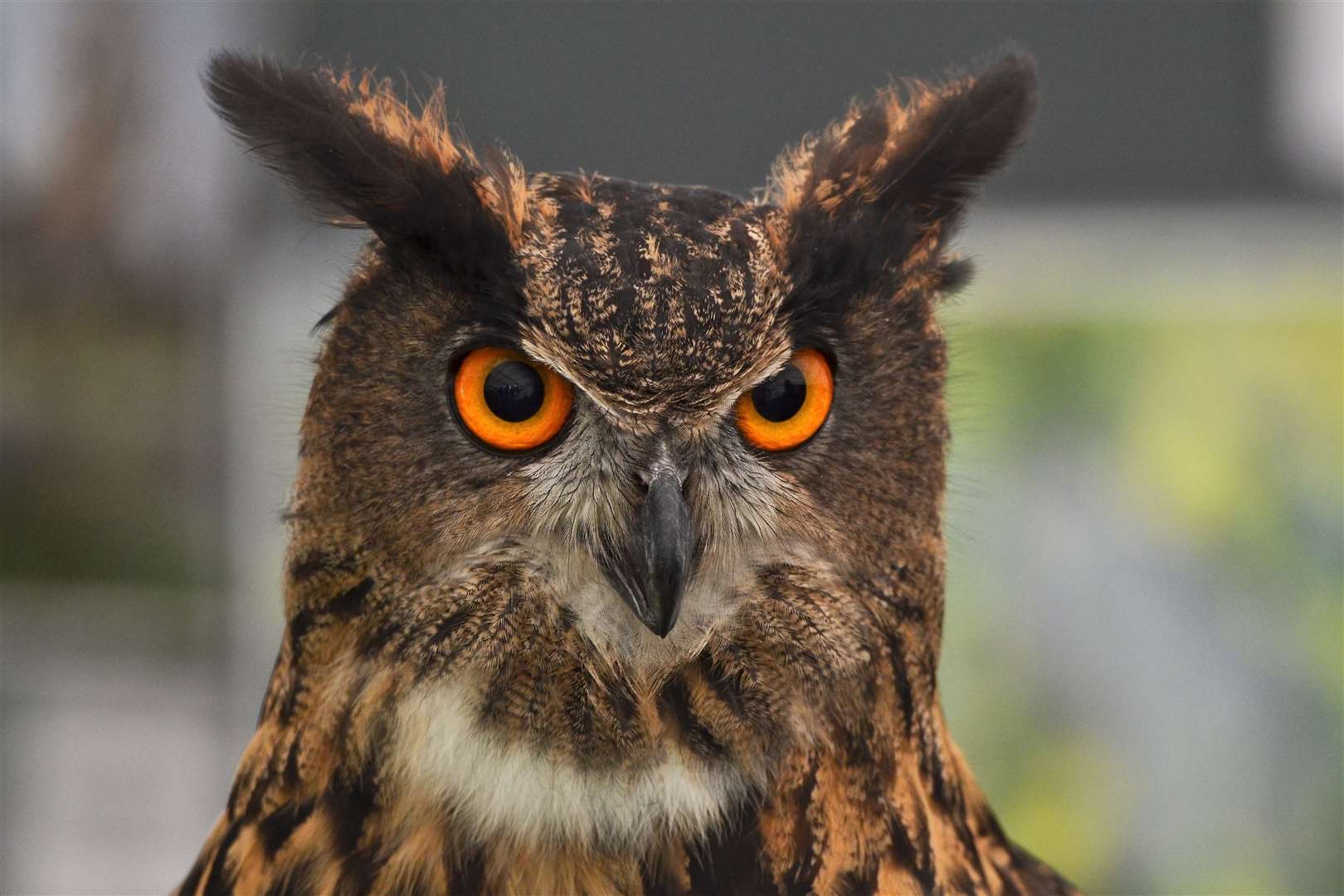 Berkshire Country Show .: Eagle Owl.Ref: 38-0821. (51417455)