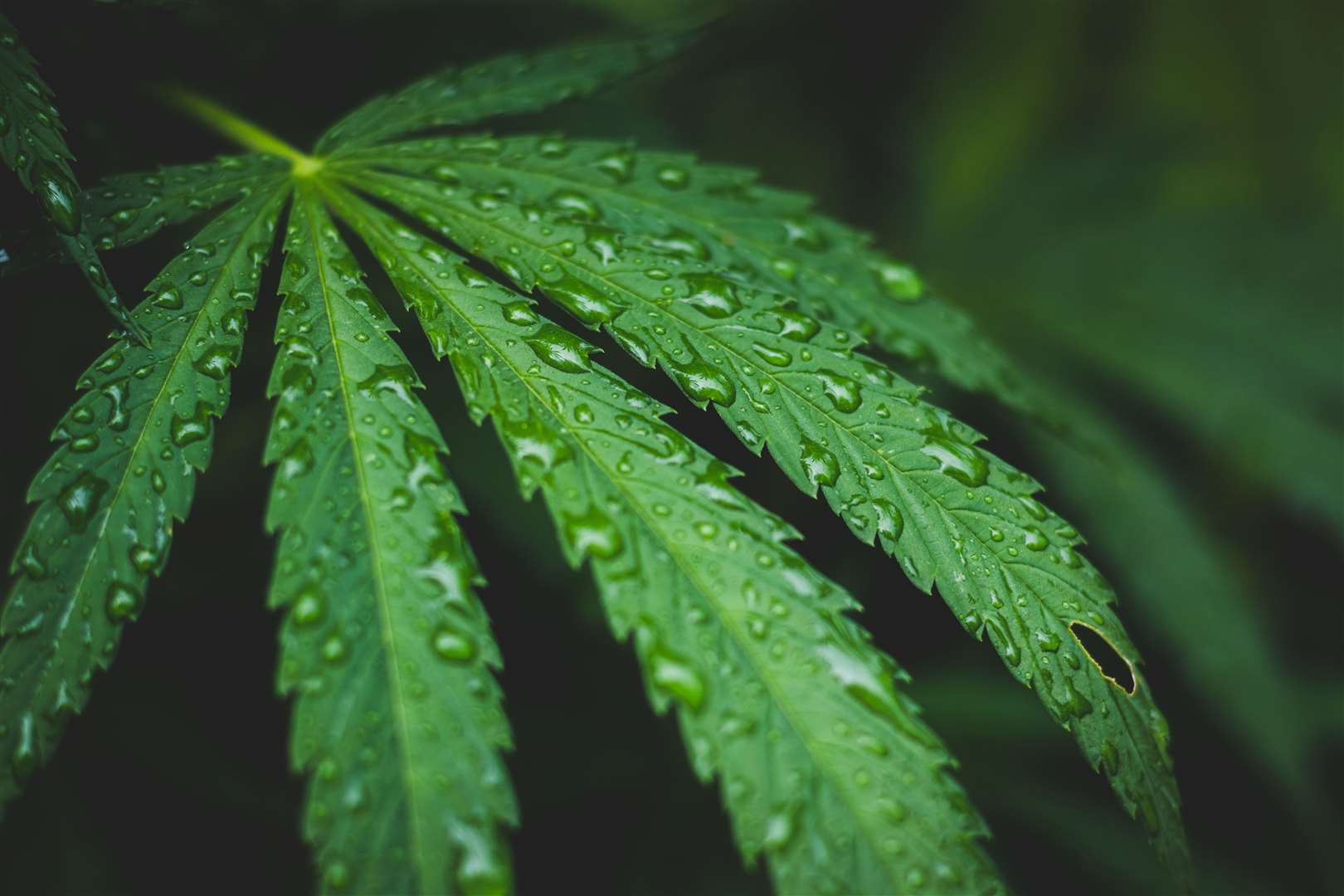 Marcus Sykes told magistrates he has smoked cannabis since the age of 13. Picture: iStock