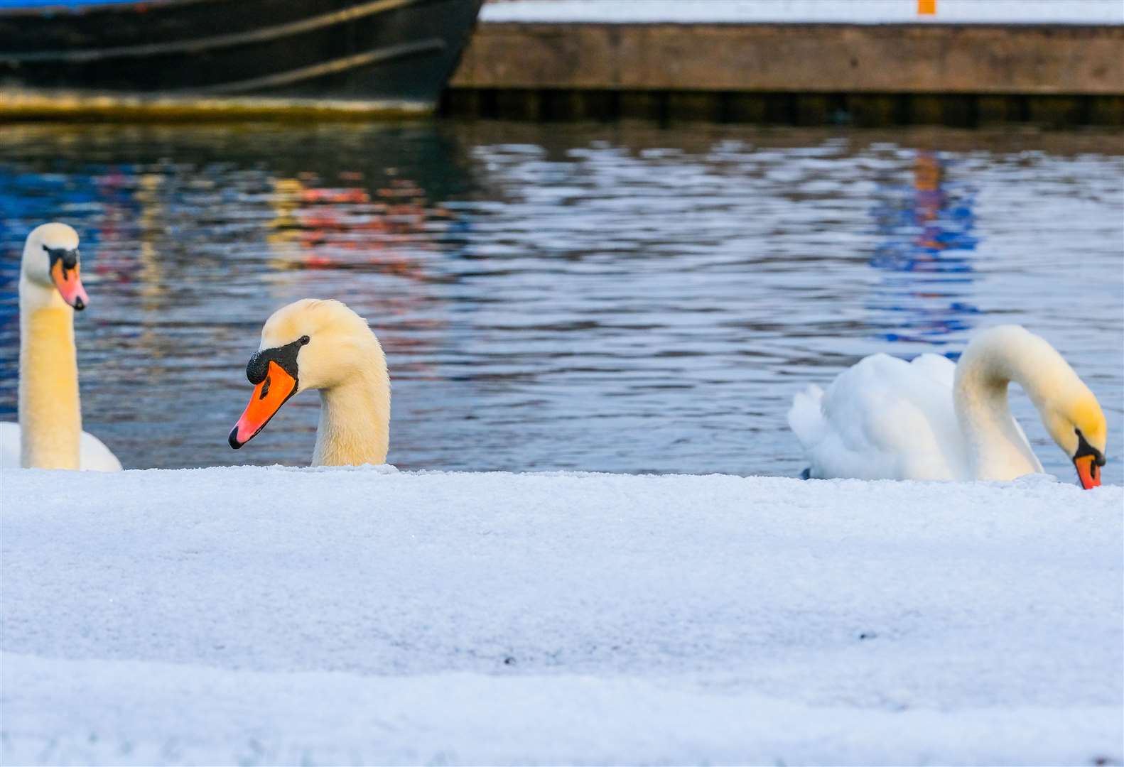 Snow in Newbury in November 2021