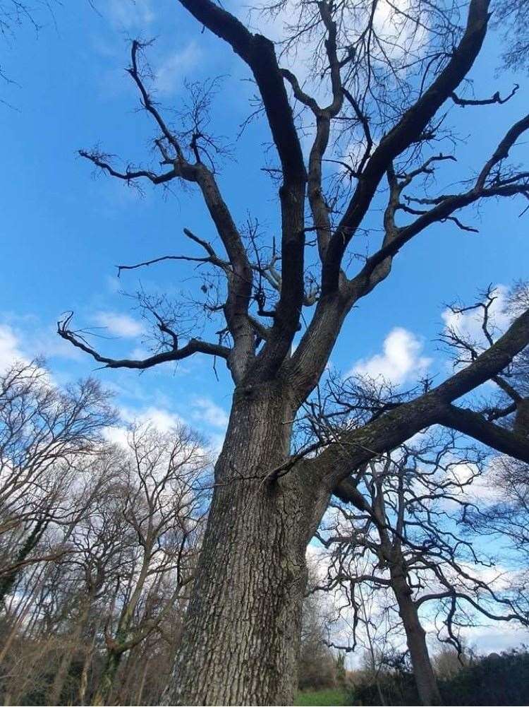 Many affected trees will be cut back.