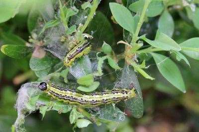 Basingstoke and Deane residents can now book a free plant and wildlife garden survey to find out how they can nurture wildlife and cut carbon emissions