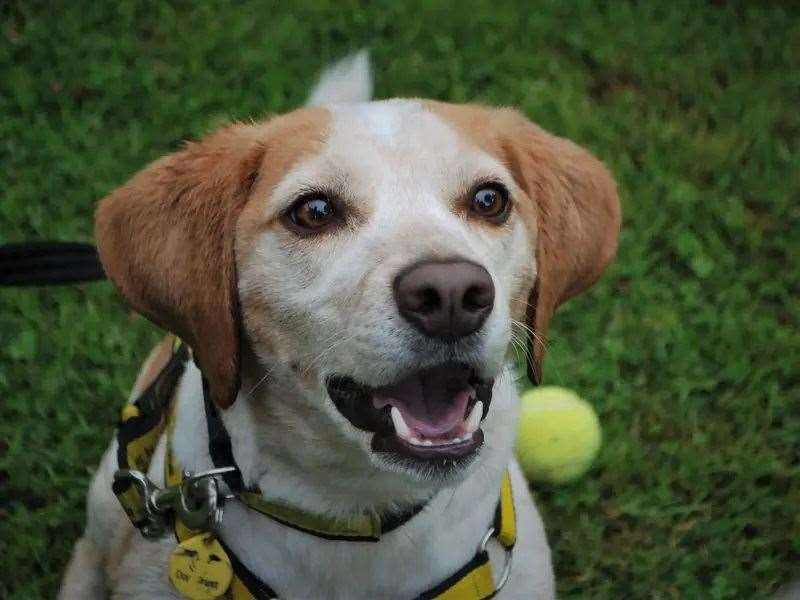 Beautiful Bailey