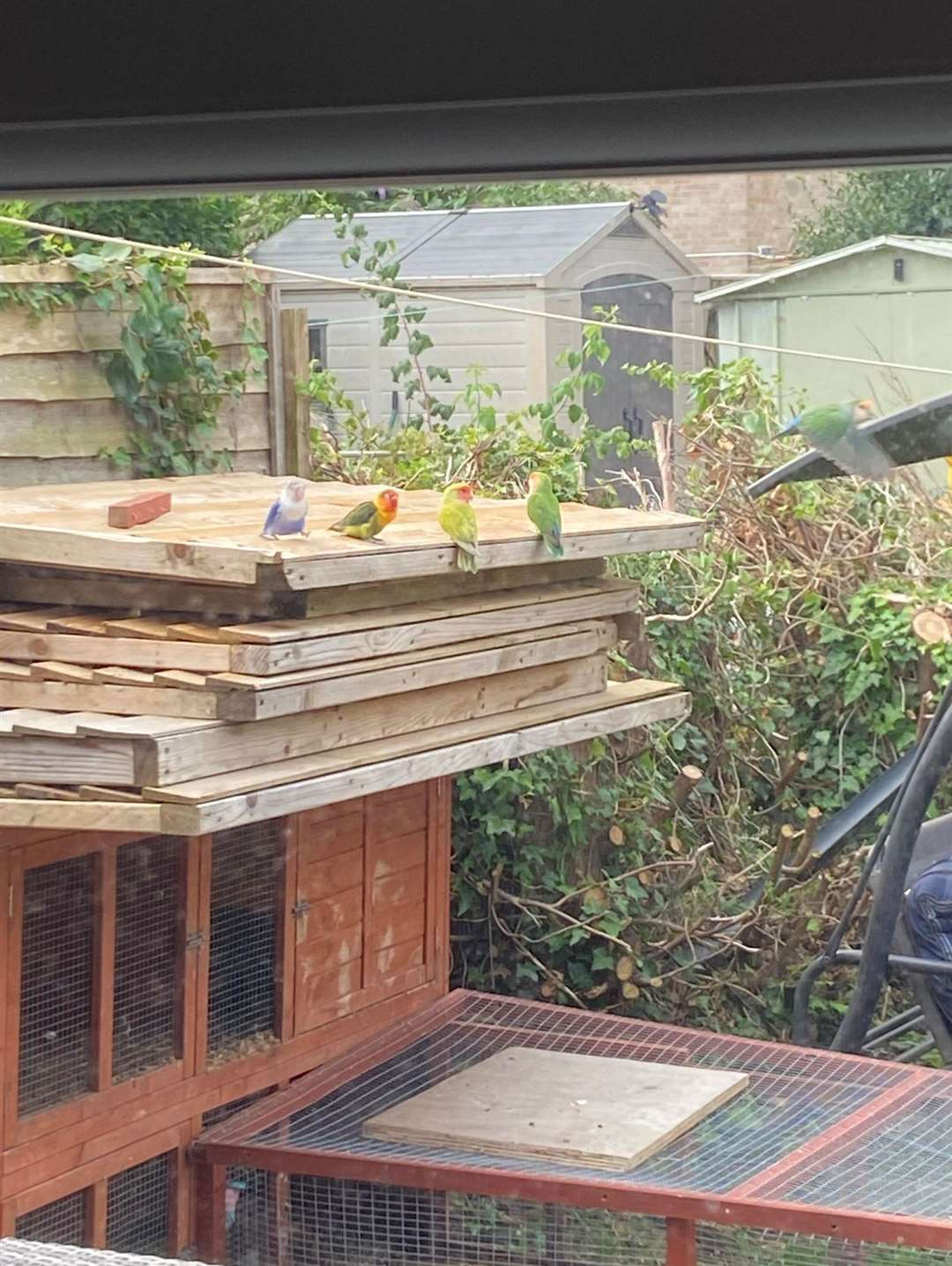 The lovebirds have been spotted in people's gardens across Tadley