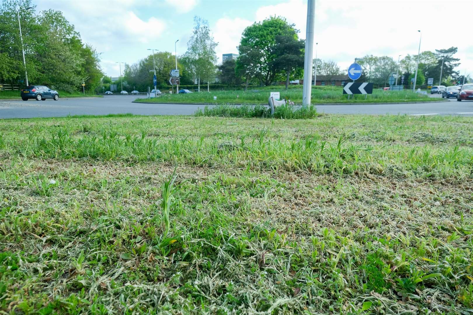 Wildflowers have been mown in error