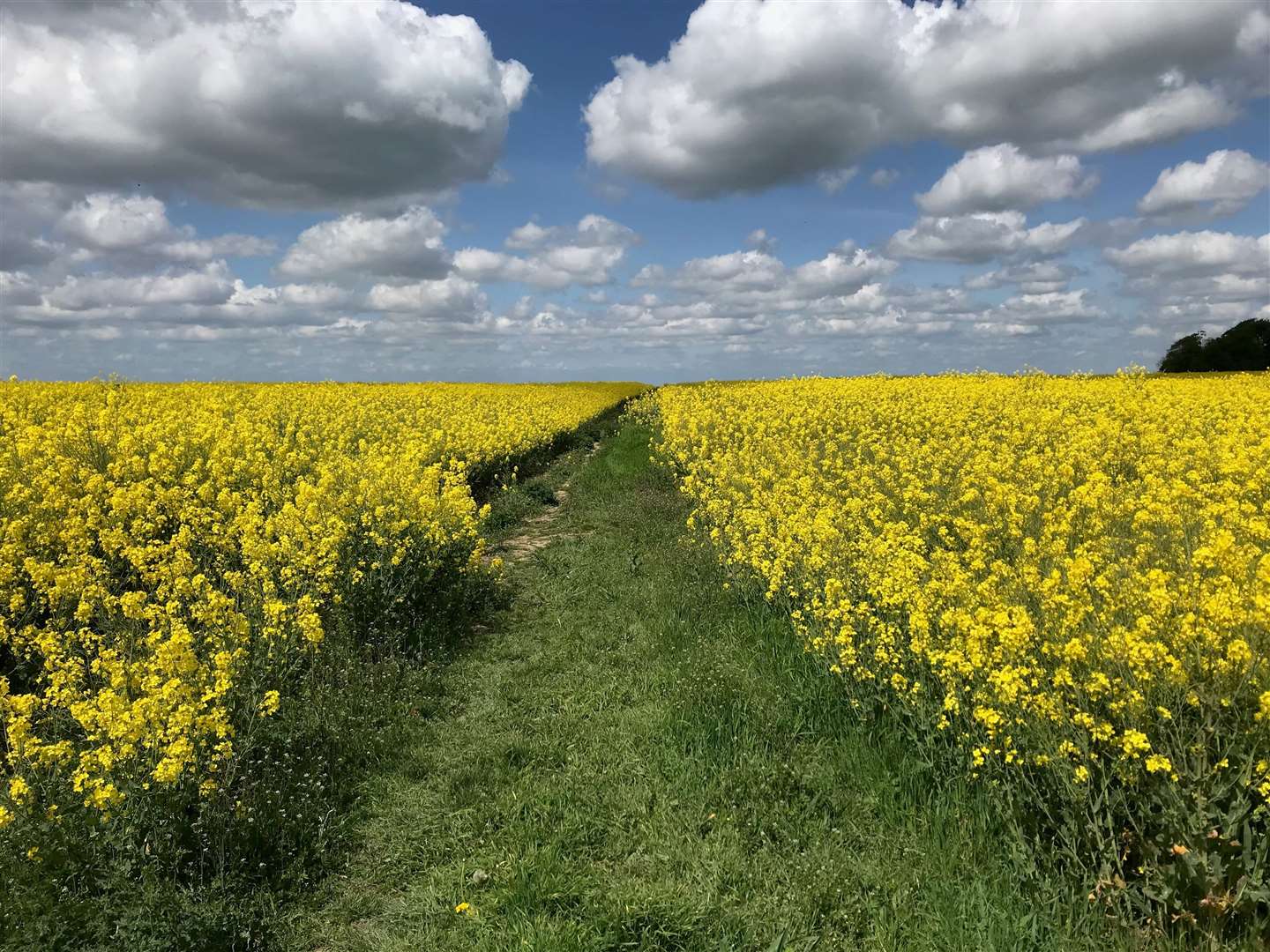 Ridgeway40 oilseed rape field