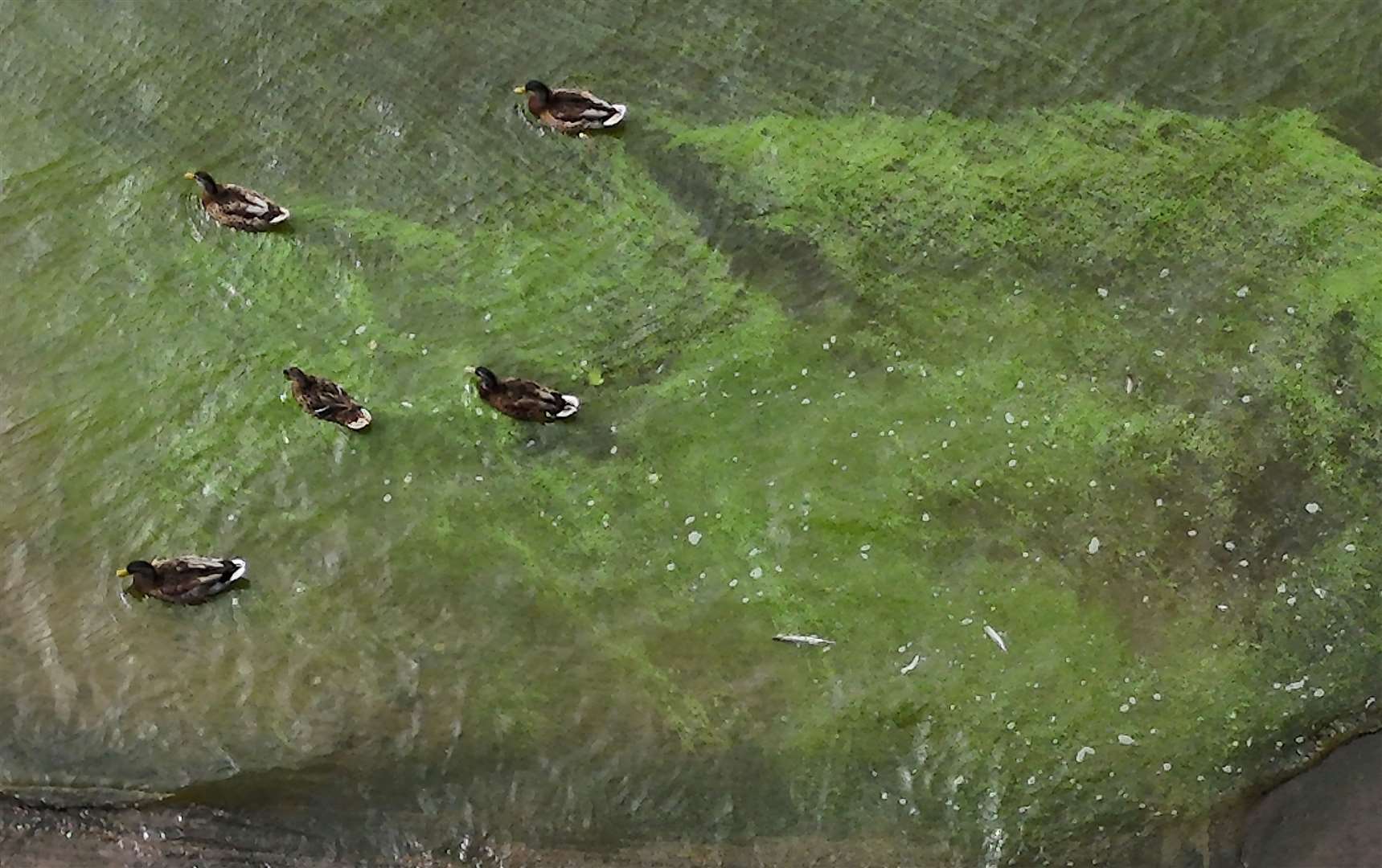 Ducks swimming though blue-green algae on the shores of Lough Neagh last year (Niall Carson/PA)
