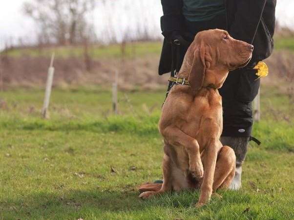 Lady is looking for her forever home