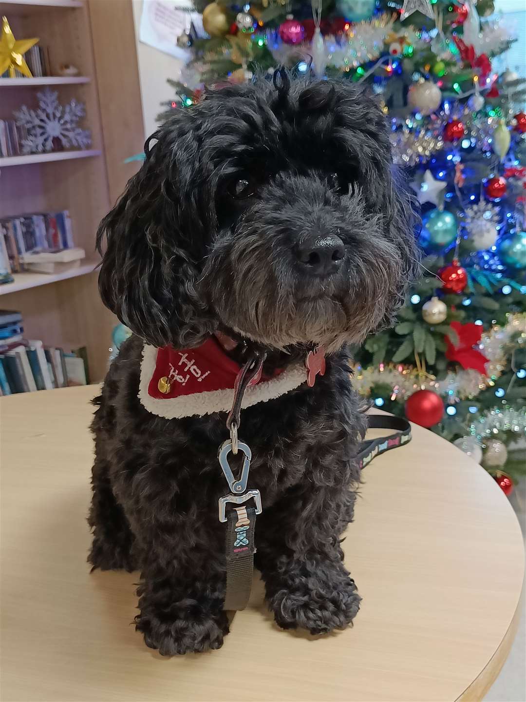 Bella, therapy dog