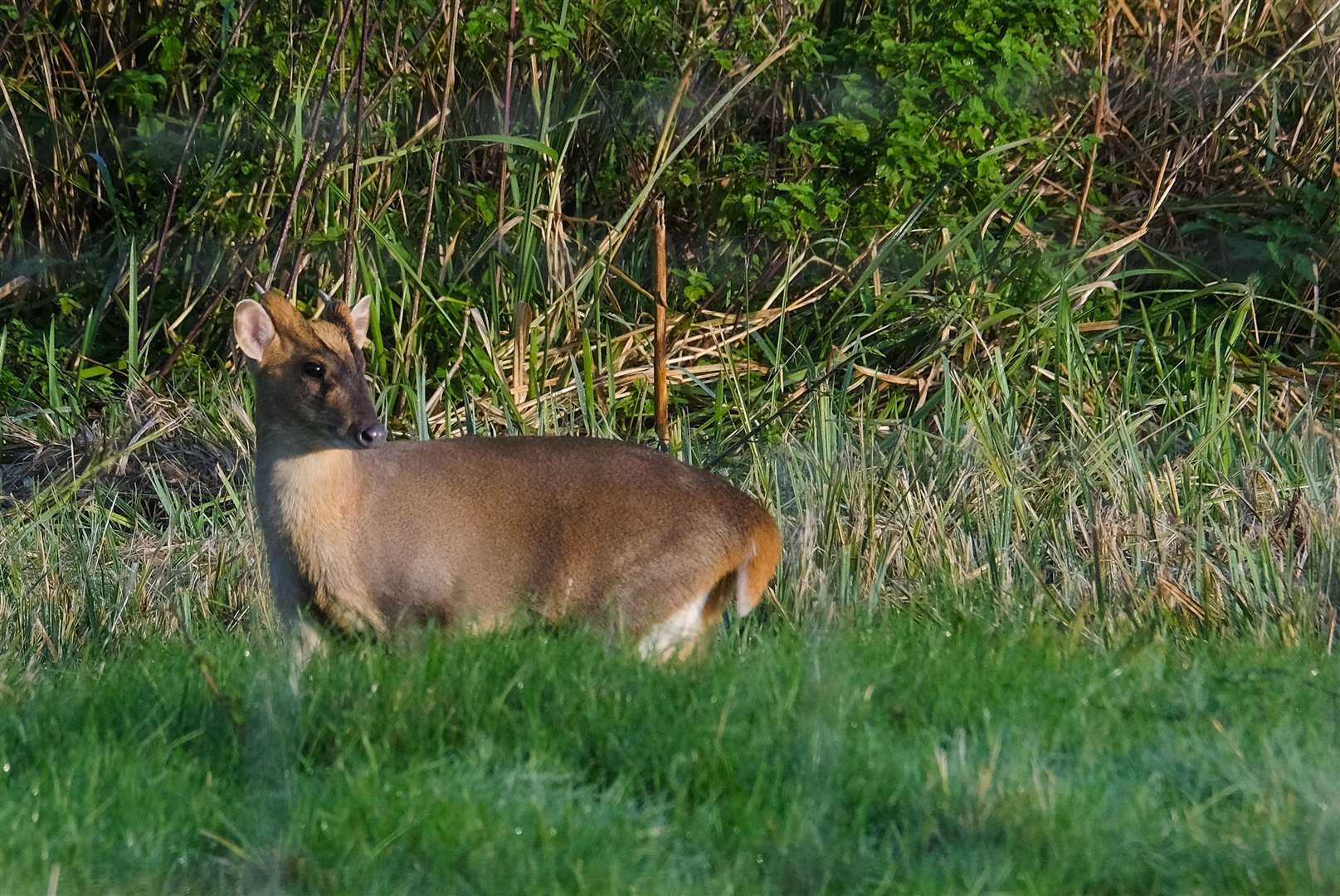 Wildlife thrives along the River Kennet
