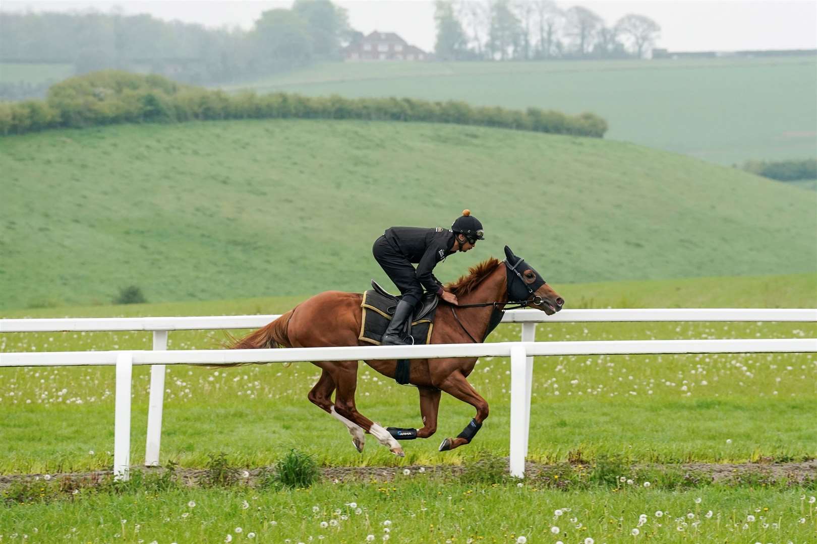 Chaldean at work in Kingsclere the week before his Newmarket triumph