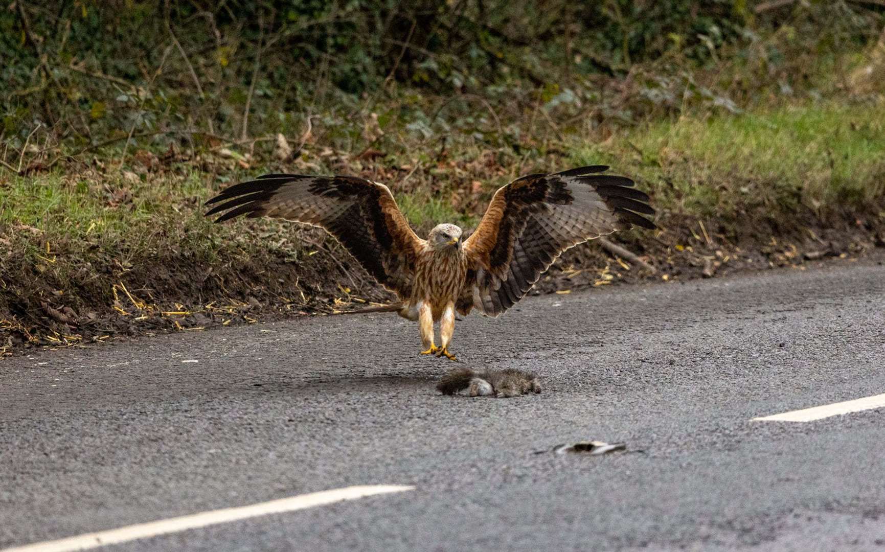 Bev Hiller captured these beautiful photos of this red kite just outside Newbury