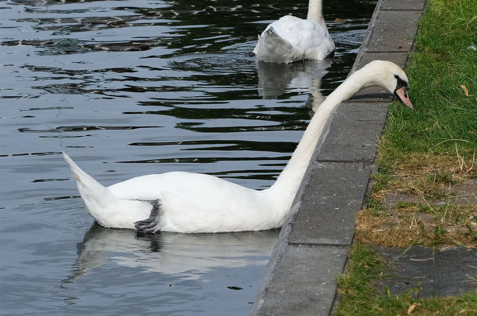 Swans keep a leg out of water to regulate their body temperature
