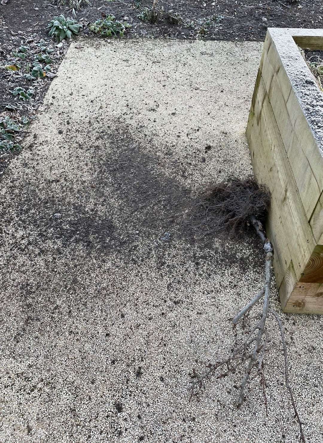 Pulled tree, picture: Thatcham Town Council
