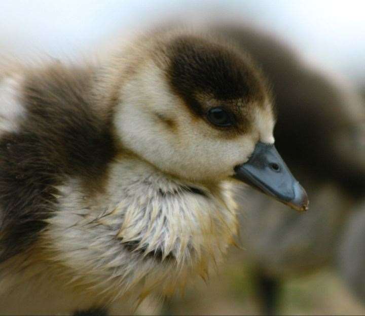 Taken at Thatcham lakes