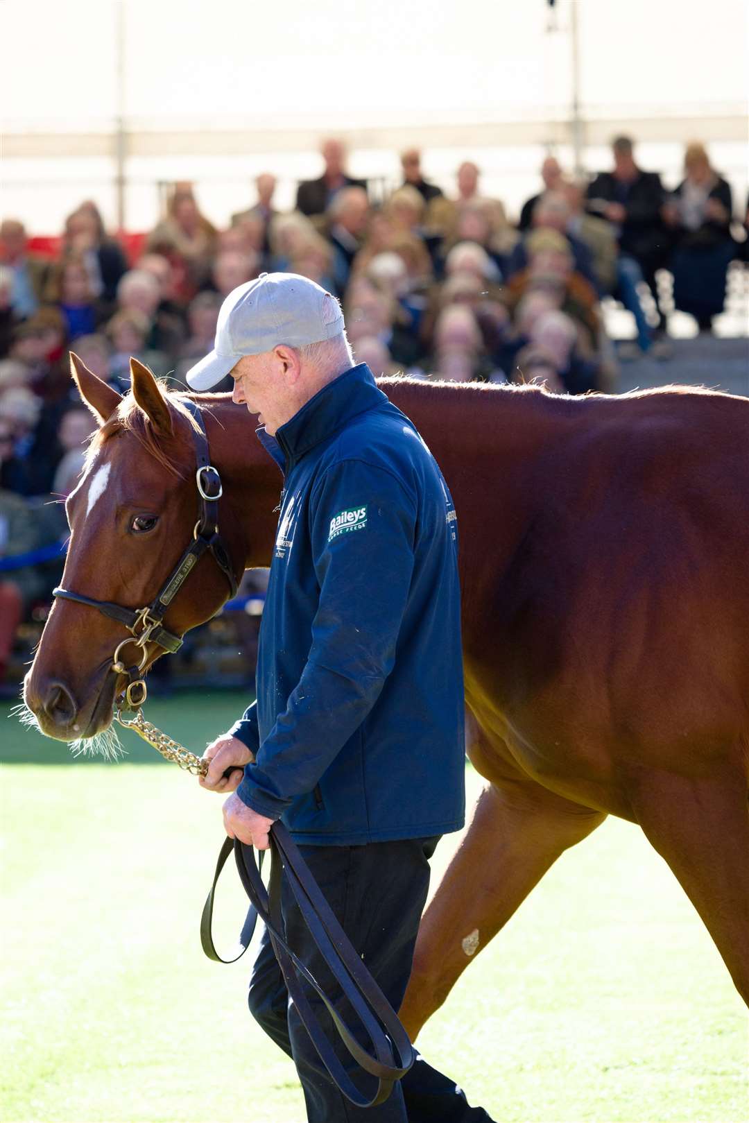 Another yearling is led around the parade ring