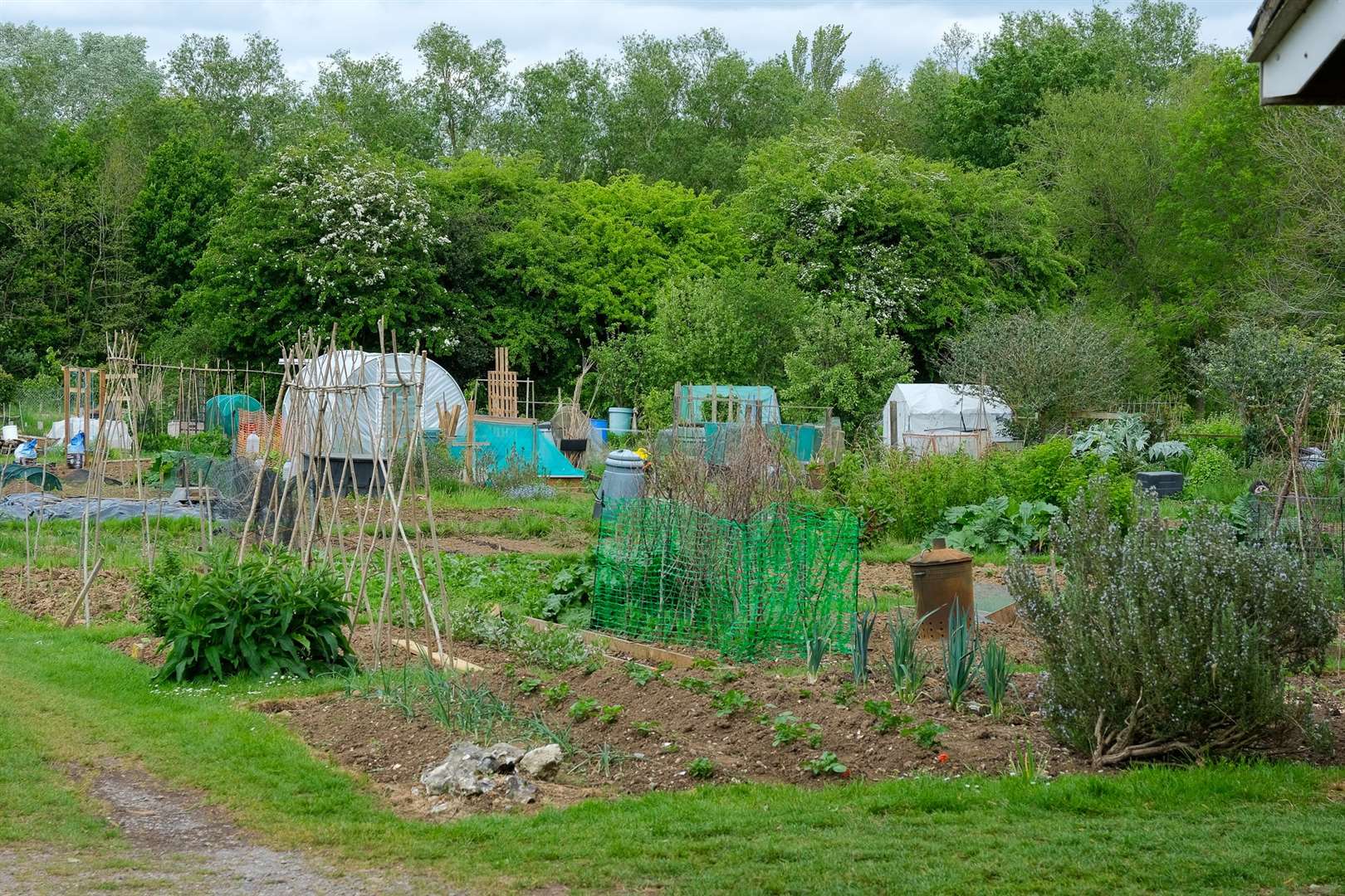 There is a "significant" rat problem at the allotments