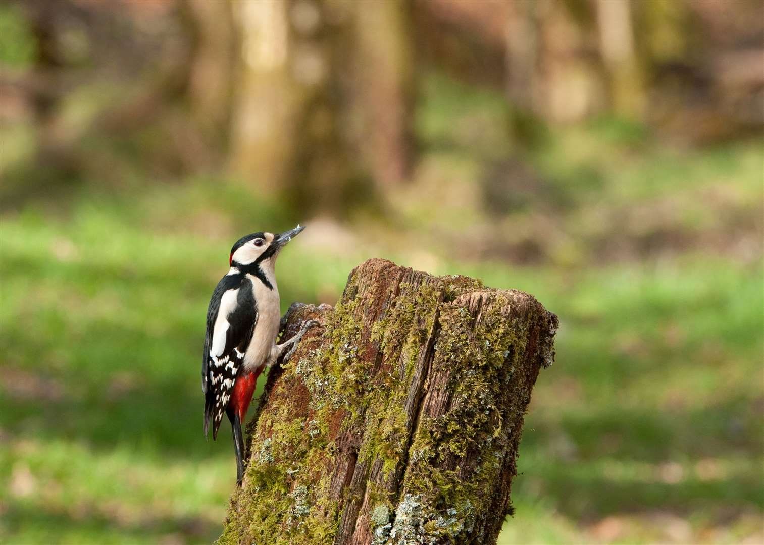 Great spotted woodpecker (Dendrocopos major). Picture: Mark Hamblin