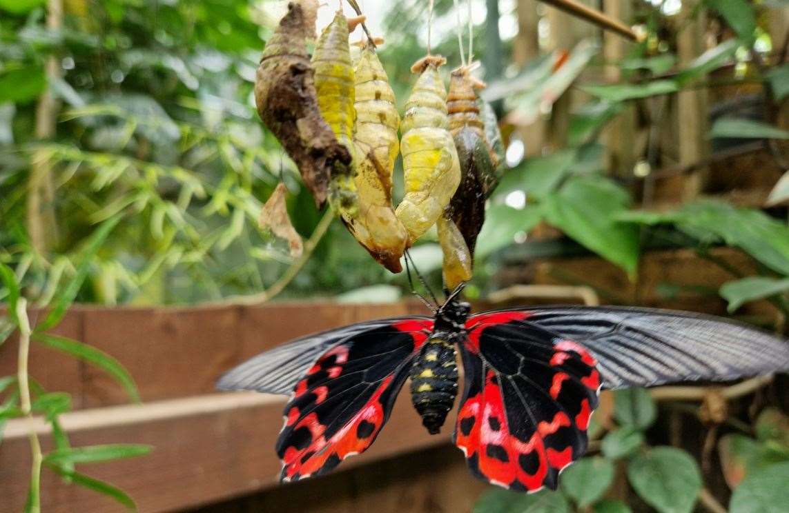Butterflies at the Living Rainforest, picture: Living Rainforest