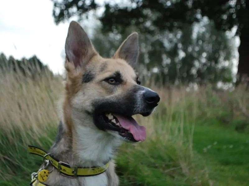 Max is looking for a loving home