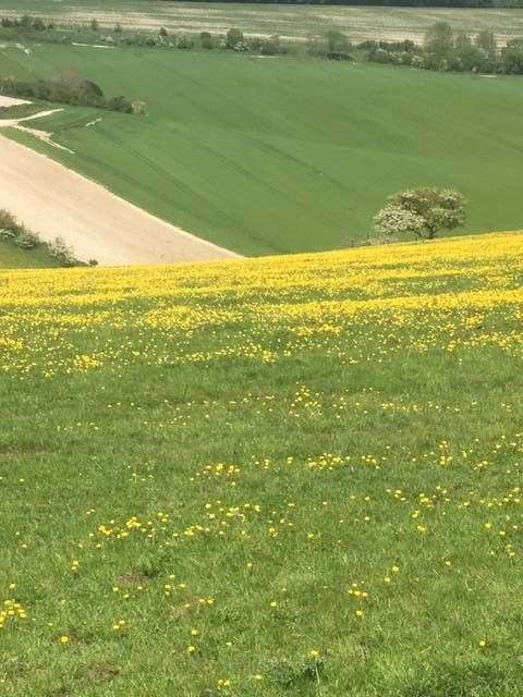 Buttercups, Aldworth