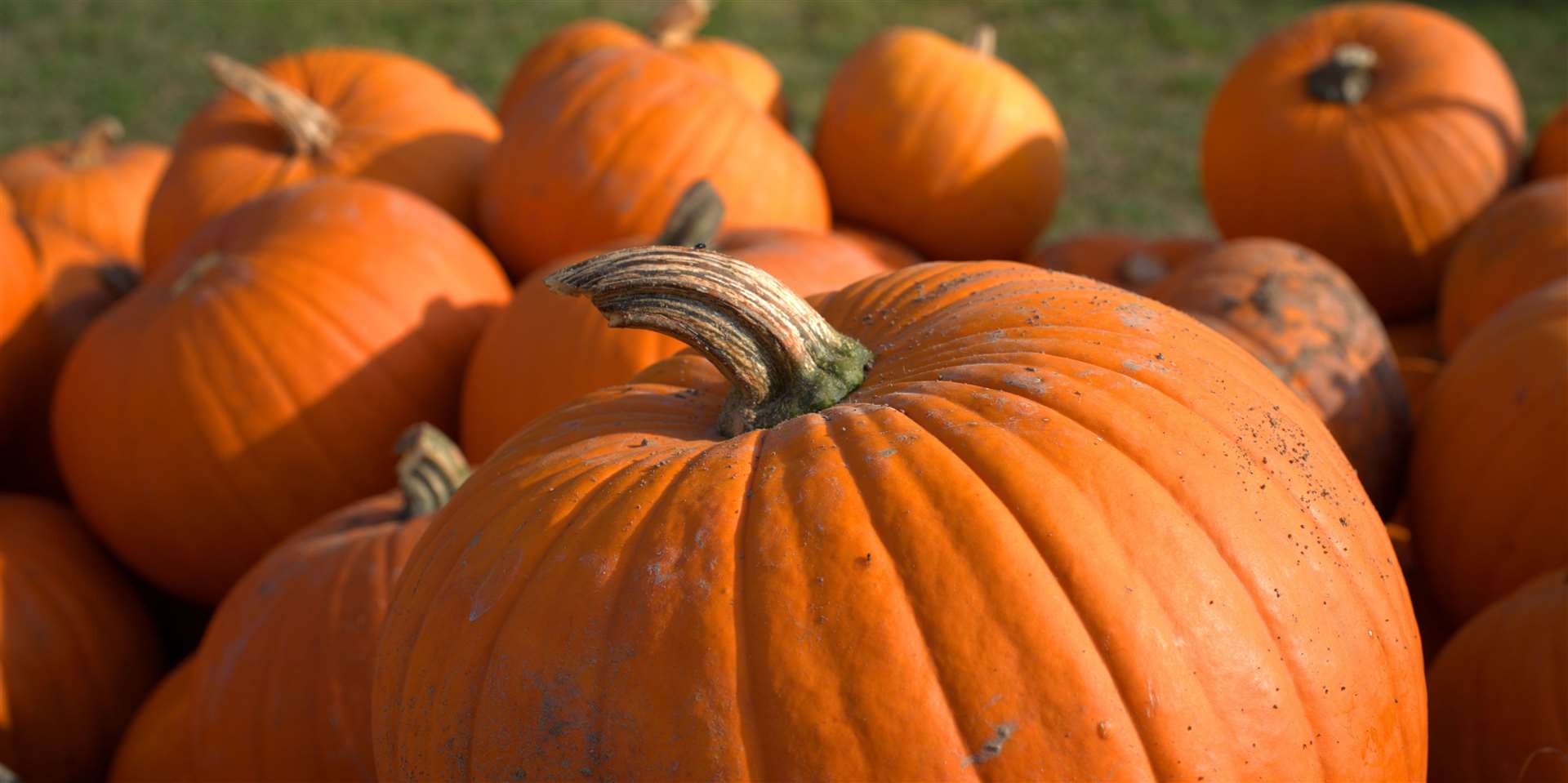 Hallowe'en at Wasing Park