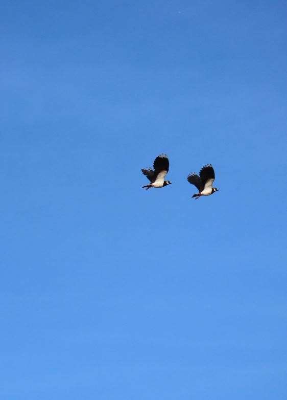Grace Hope 10, Lapwings Flying