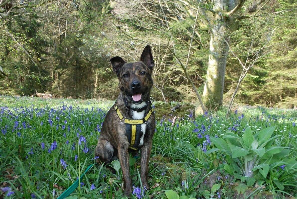 Two-year-old Polly, Picture credit: Dogs Trust
