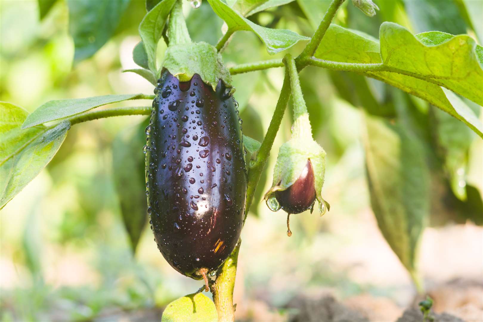 David Cole has finally cracked the art of growing aubergines (picture is a stock shot)