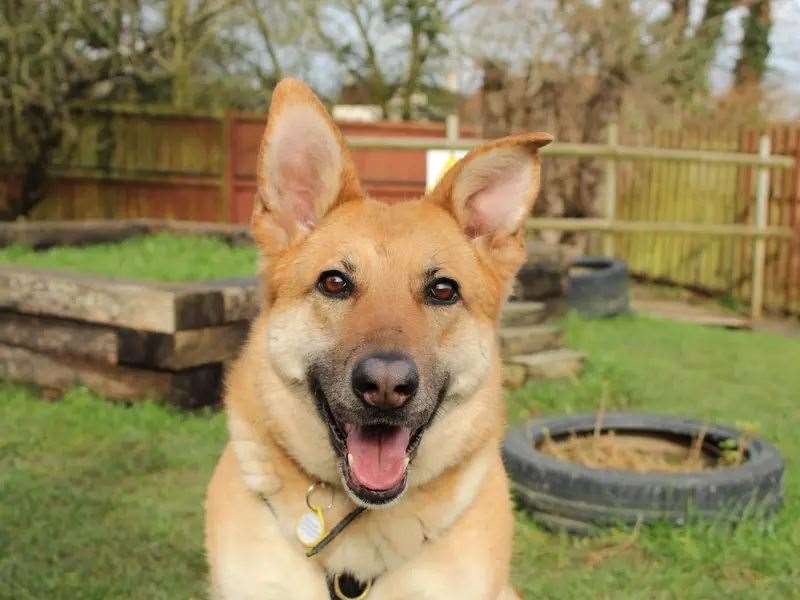 Tara is looking for a loving and active home