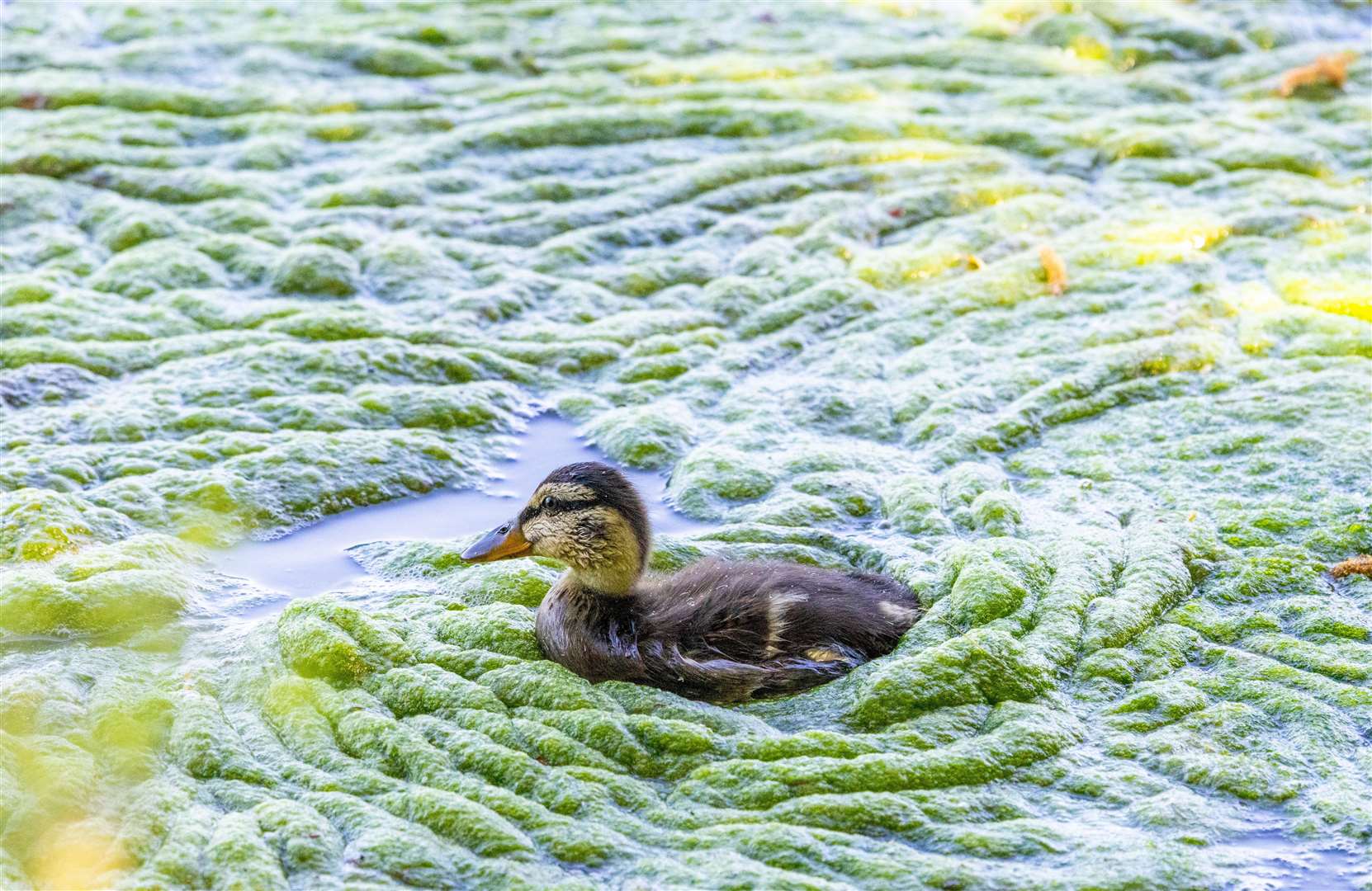 Wildlife swimming in the algae