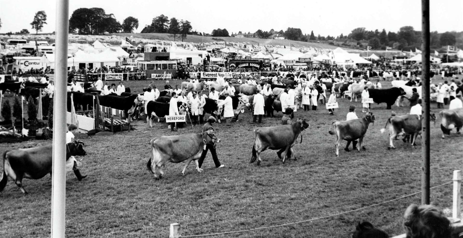 Parade of livestock in 1979