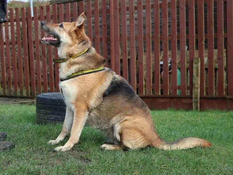 Could you give Tara a loving home?