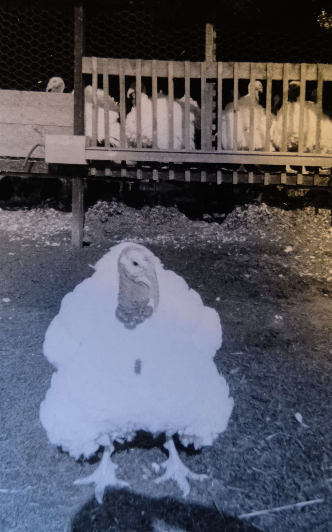 A white turkey from the early days