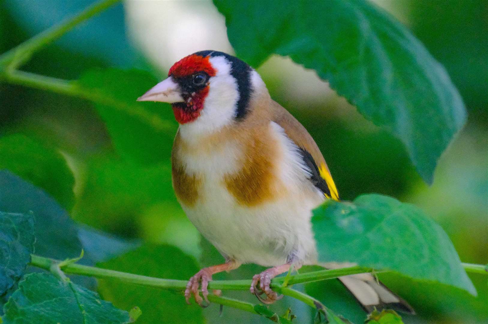 Picture: Phil Cannings Ref:23-0120F Goldfinch