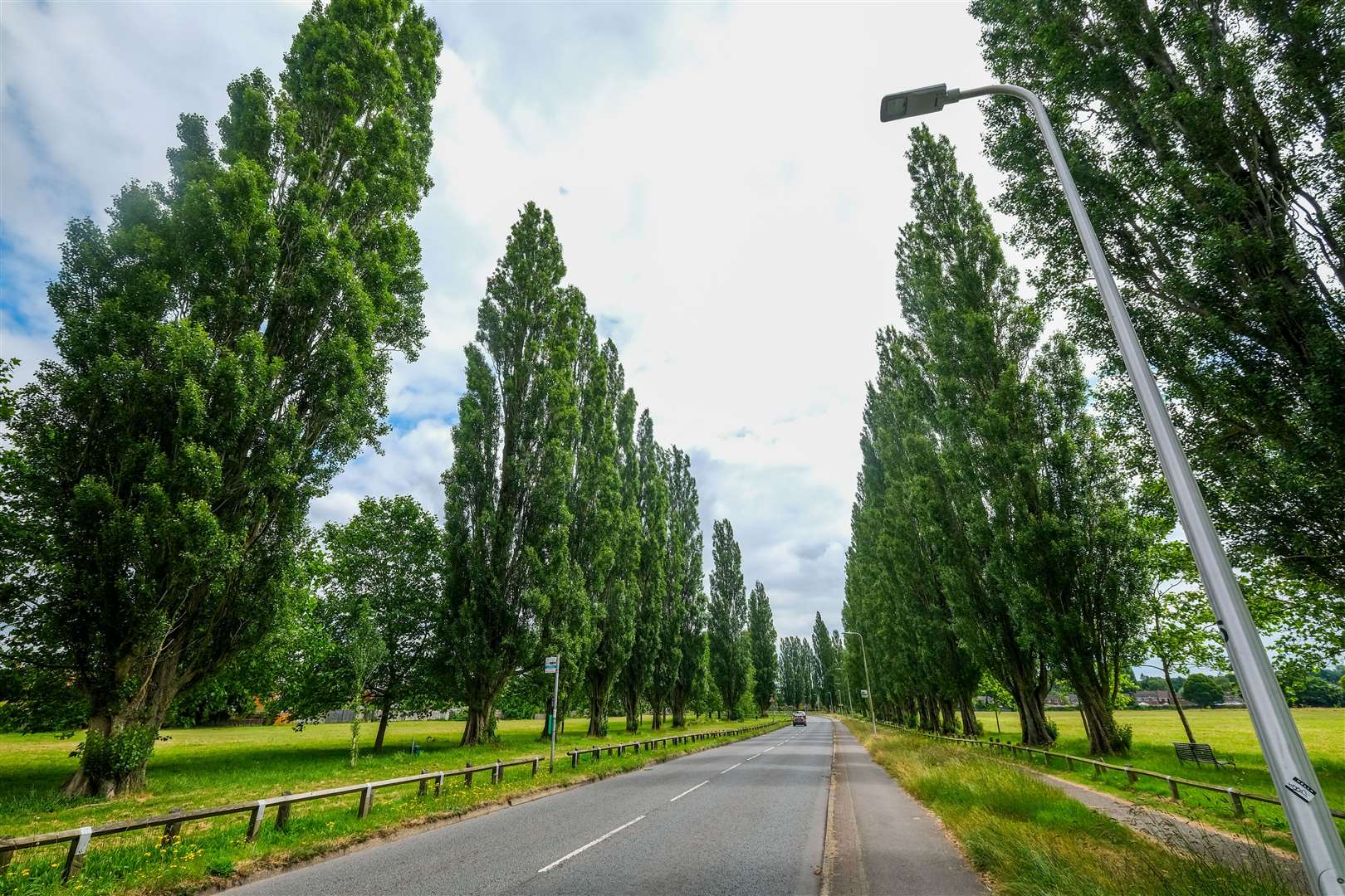 All 54 Stroud Green Lombardy poplar trees to be cut down end of year amid safety concerns, confirms West Berkshire Council