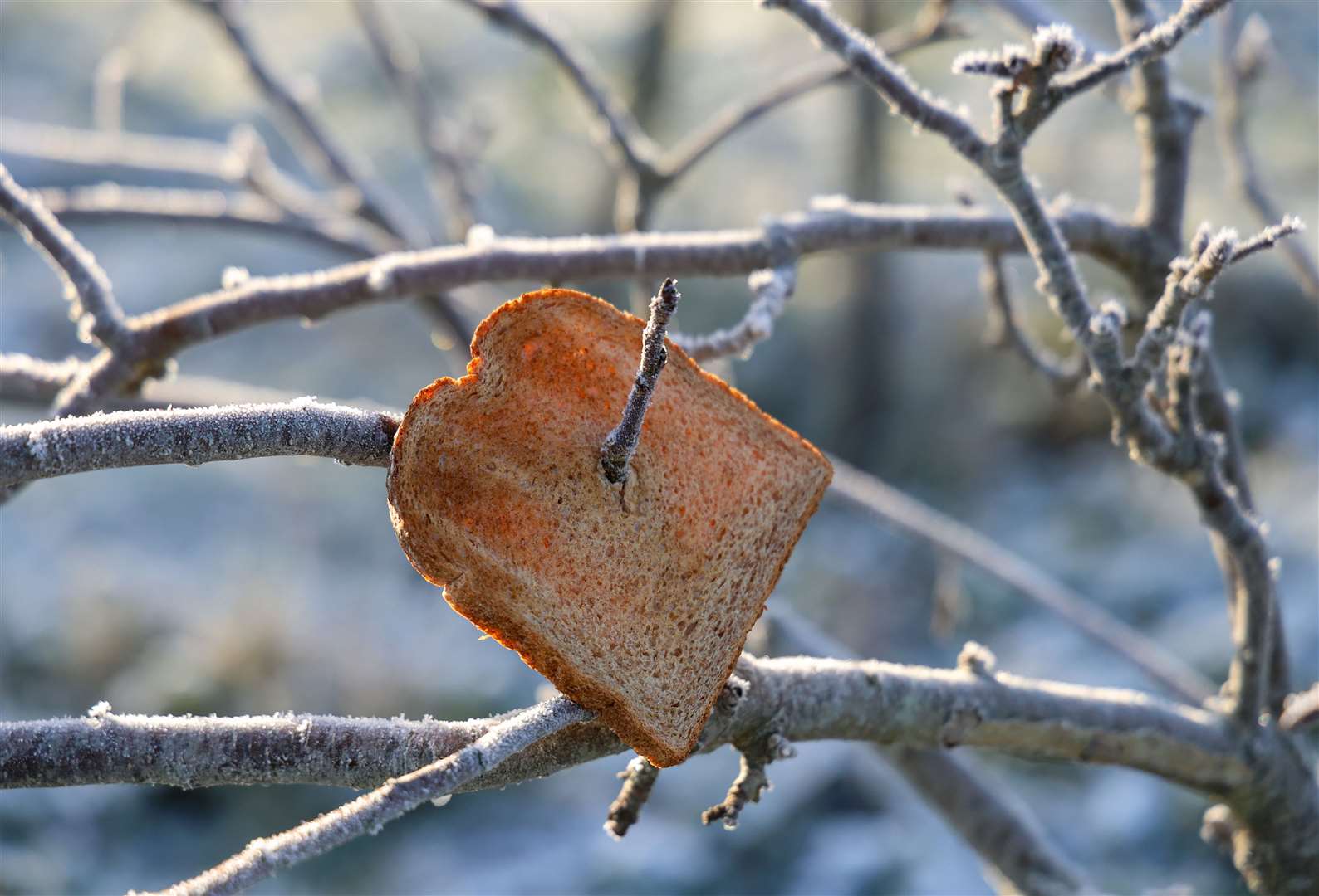 Wassail at the City Recreation Ground orchard in Newbury on January 11