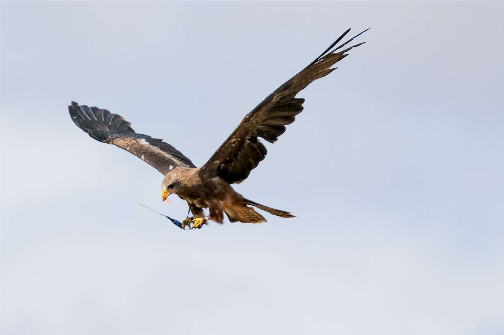 Millets Falconry