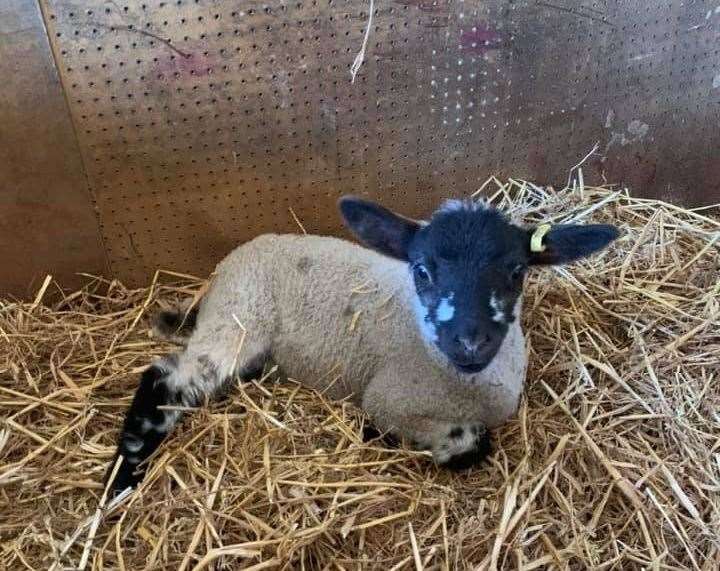 Lamb suffers broken leg in dog attack (46499127)