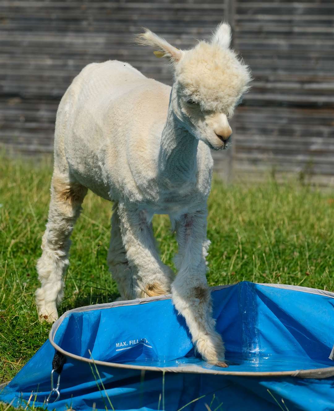 Dipping a hoof in the paddling pool at Bucklebury Farm