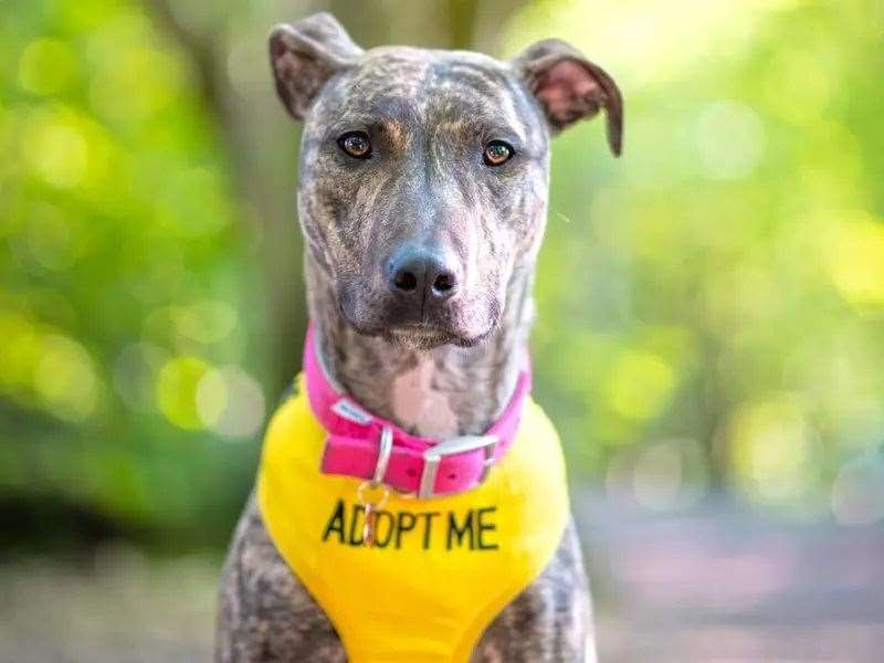Penny is looking for her forever home.